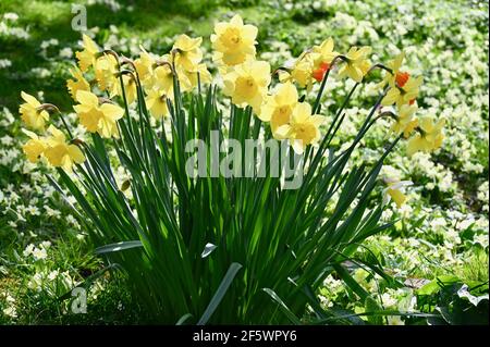 Jonquilles, église St James, North Cray, Kent. ROYAUME-UNI Banque D'Images