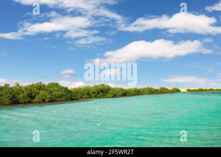 Mangroves dans le parc national Ras Mohammed en Egypte Banque D'Images