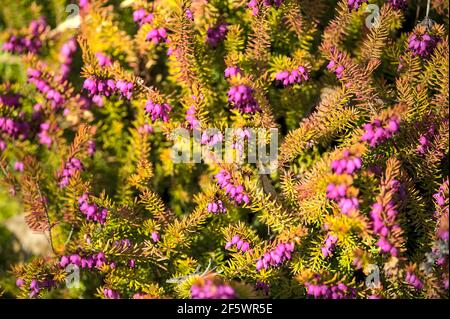 Beau fond uniforme de bruyère en forme de cloche pourpre (Erica cinerea) généralement croissant en Grande-Bretagne et en Europe occidentale. Haute résolution Banque D'Images