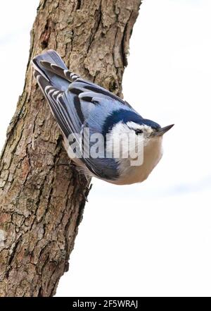 Nuthatch à poitrine blanche, situé sur un tronc d'arbre dans la forêt, isolé sur fond blanc, Québec, Canada Banque D'Images