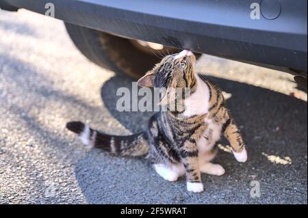 Belle vue d'un chat assis sur l'asphalte sous le pare-chocs arrière de la voiture, regardant vers le haut et profitant de la lumière chaude du soleil de printemps, Dublin, Irlande Banque D'Images
