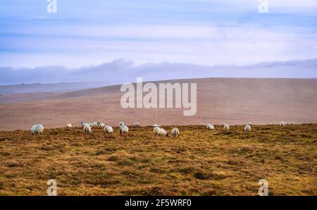 Moutons paissant en hiver sur les pentes inférieures de High Willhays, parc national de Dartmoor, Devon, Angleterre, Royaume-Uni. Banque D'Images