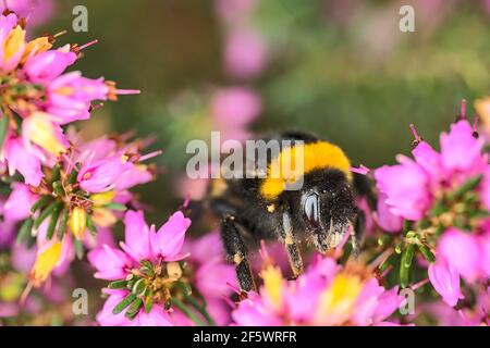 Belle vue macro de l'abeille bourdonneuse, pollinisateur efficace, (Bombus) collectant le pollen des fleurs de bruyère en forme de cloche rose (Erica cinerea), Dublin