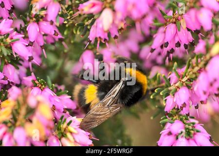 Belle vue macro de l'abeille bourdonneuse, pollinisateur efficace, (Bombus) collectant le pollen des fleurs de bruyère en forme de cloche rose (Erica cinerea), Dublin Banque D'Images