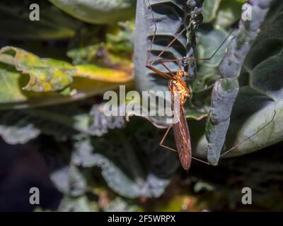 Macro photographie d'une grue voler sur une feuille de kale, capturé dans un jardin près de la ville coloniale de Villa de Leyva, Colombie. Banque D'Images