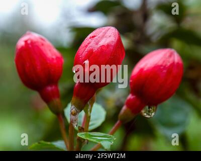 Macro photographie de trois bourgeons d'Alice Hoffman fuchsia avec des gouttes d'eau, capturés dans un jardin près de la ville coloniale de Villa de Leyva, Colombie. Banque D'Images