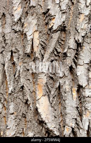 Fraxinus pennsylvanica lanceolata texture écorce arbre vert frêne Banque D'Images