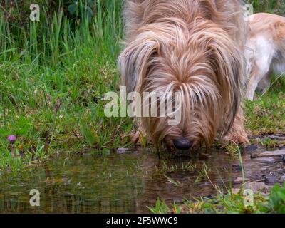 Photographie rapprochée d'un chien mongrel buvant de l'eau d'une flaque dans une ferme près de la ville coloniale de Villa de Leyva, Colombie. Banque D'Images