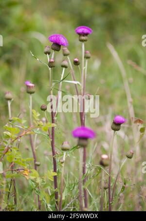 Chardon rampant CIRSIUM ARVENSE Banque D'Images