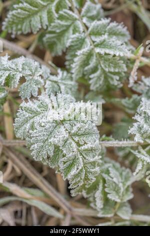 Gel épais sur la surface des feuilles de l'Umbellifer persil de vache / Anthriscus sylvestris. Pour les conditions hivernales, le froid au Royaume-Uni, le gel dur, les plantes congelées. Banque D'Images