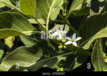 Deux belles fleurs blanches cultivées dans le jardin sur un jour ensoleillé Banque D'Images