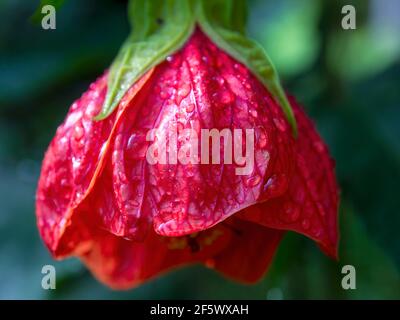 Macro photographie d'une fleur d'abutilon rouge entièrement ouverte, capturée dans un jardin près de la ville coloniale de Villa de Leyva, Colombie. Banque D'Images