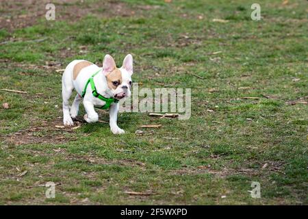 Un magnifique portrait d'un Bulldog français à pois blancs avec une jolie expression sur son visage froissé marchant dans le parc. Banque D'Images
