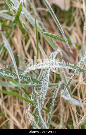 Forte gelée sur la surface foliaire de l'herbe dans un bord de route de campagne. Pour les conditions hivernales, le froid au Royaume-Uni, le gel dur, les plantes congelées. Banque D'Images