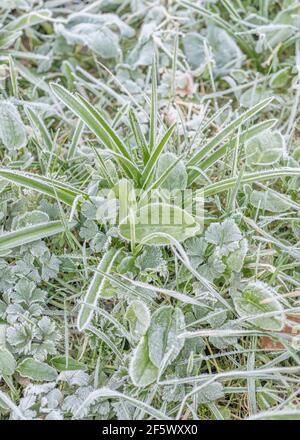 Forte gelée sur la surface foliaire des feuilles de Sorrel précoce / Rumex acetosa, Bluebell et herbe. Pour les conditions hivernales, UK Cold Snap, plantes congelées. Banque D'Images