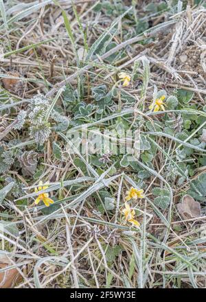 Gel lourd sur la surface foliaire de la floraison petit Celandine / Ranunculus ficaria. Pour le temps d'hiver, la pression froide au Royaume-Uni, les plantes congelées, les plantes médicinales. Banque D'Images