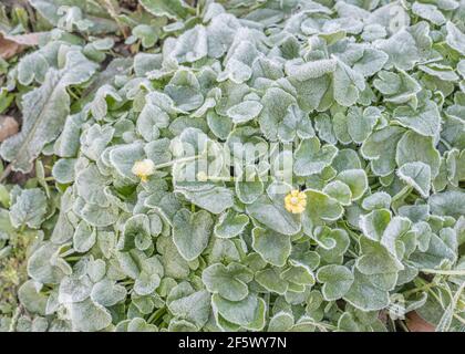 Gel lourd sur la surface foliaire de la floraison petit Celandine / Ranunculus ficaria. Pour le temps d'hiver, la pression froide au Royaume-Uni, les plantes congelées, les plantes médicinales. Banque D'Images