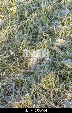 Gel épais sur la surface foliaire de l'herbe infestée avec le Dock à feuilles larges / Rumex obtusifolius. Pour les conditions hivernales, le froid au Royaume-Uni, les plantes congelées, le gel dur Banque D'Images