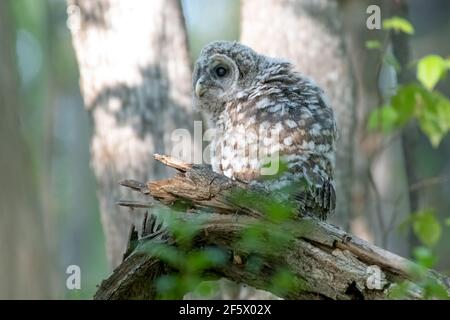 Hibou barré dans les Bois - jeune hibou barré (Strix varia) perçant sur une branche peu de temps après le vol/la chute de son nid. Arbres en arrière-plan Banque D'Images