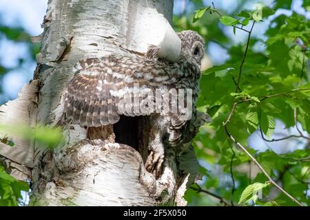 Chouette avec regret - petite chouette barrée (Strix varia) accrochée à un arbre après avoir fait un pas trop loin du nid, peu de temps avant la fuite. Banque D'Images