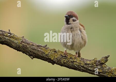 Moineau d'un arbre eurasien assis sur la branche. Oiseau de chant dans l'habitat de la nature. Passant montanus Banque D'Images