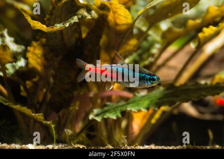 Néons dans l'aquarium d'eau douce avec vert magnifique planté tropical. Poissons dans l'aquarium d'eau douce avec vert magnifique planté tropical. Banque D'Images