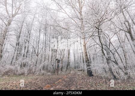 Arbres de forêt couverts de neige le soir gelé. Magnifique panorama d'hiver. Paysage de forêt d'hiver effrayante couverte de brume, vue grand angle Banque D'Images