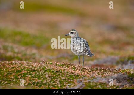 Un jeune Golden Plover américain (Pluvialis dominique) à Castle Down, Tresco, îles de Scilly, en octobre Banque D'Images