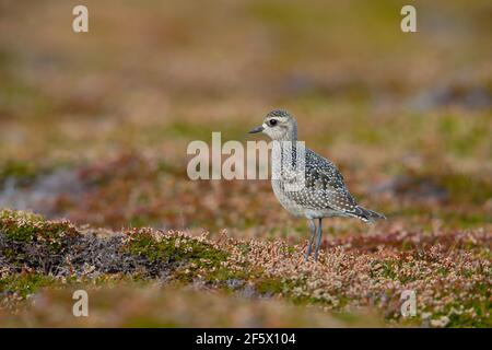 Un jeune Golden Plover américain (Pluvialis dominique) à Castle Down, Tresco, îles de Scilly, en octobre Banque D'Images