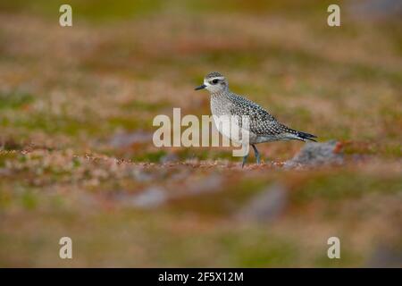 Un jeune Golden Plover américain (Pluvialis dominique) à Castle Down, Tresco, îles de Scilly, en octobre Banque D'Images