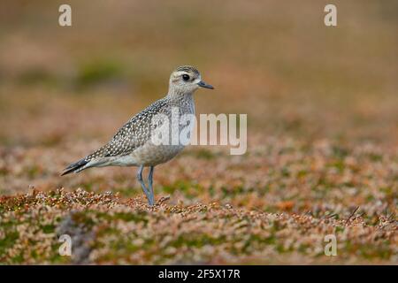 Un jeune Golden Plover américain (Pluvialis dominique) à Castle Down, Tresco, îles de Scilly, en octobre Banque D'Images