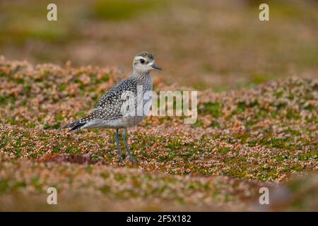 Un jeune Golden Plover américain (Pluvialis dominique) à Castle Down, Tresco, îles de Scilly, en octobre Banque D'Images