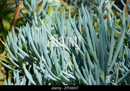 Les plantes à bâtons de craie bleue, avec le nom scientifique Senecio Serstylos Banque D'Images