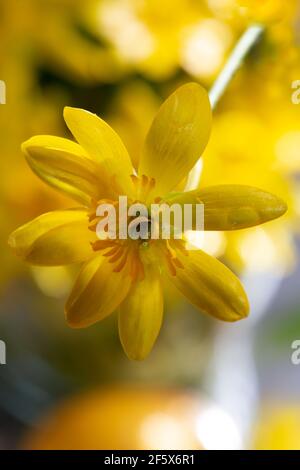 Moins de célandine, tasse de beurre de racine de figues (Ranunculus ficaria, Ficaria verna) Banque D'Images