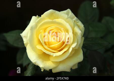 Une belle rose Bengale qui grandit dans le fond naturel Banque D'Images