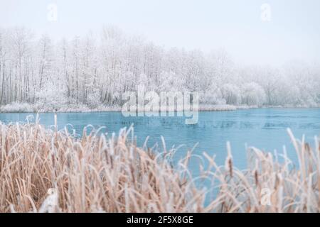 Lac gelé dans un paysage de forêt enneigée. Ciel blanc doux coucher de soleil lever de soleil lumière, nature blanche idyllique. Paysage d'hiver, nature saisonnière Banque D'Images