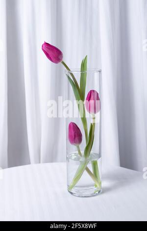 les tulipes roses fleurissent dans un vase sur fond blanc. Banque D'Images