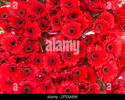 Les variétés de gerbera rouge en bouquets de gros plan Banque D'Images