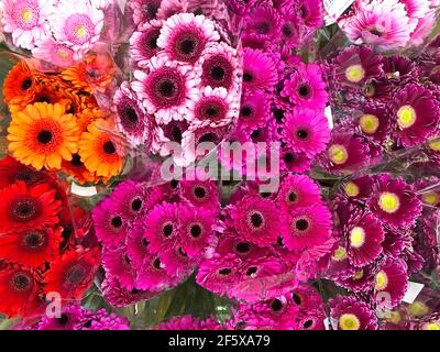 Diverses variétés de gerberas en bouquets de gros plan Banque D'Images