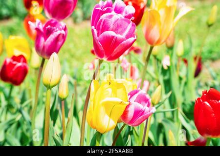 Une série de tulipes multicolores dans un pré à fleurs vertes. Mise au point centrale, sujet sur fond flou. Photo parfaite pour les plantes, tulipes, printemps et f Banque D'Images