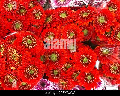 Rouge avec jaune dans les variétés moyennes de gerberas dans bouquets en gros plan Banque D'Images