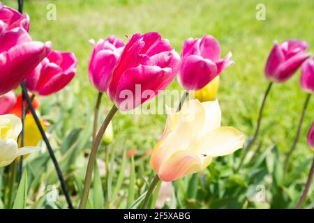 Une série de tulipes roses et jaunes dans une prairie à fleurs vertes. Mise au point centrale, sujet sur fond flou. Photo parfaite pour les plantes, tulipes, printemps an Banque D'Images