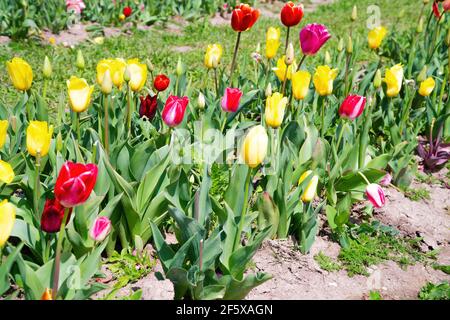 Une rangée de tulipes de différentes couleurs dans un pré vert fleuri. Mise au point centrale, sujet sur fond flou. Photo parfaite pour les plantes, tulipes, printemps A. Banque D'Images