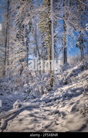 DE - BAVIÈRE: Pays des merveilles d'hiver dans l'Isartal près de Bad Toelz Banque D'Images
