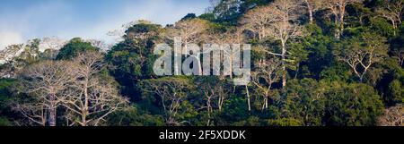 Lumière du soir sur les grands cipares de Cavanillesia platanifolia, sur le côté est du Rio Chagres dans le parc national de Soberania, République du Panama. Banque D'Images