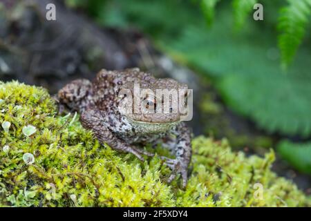 Toad commun [ Bufo bufo ] sur la souche de mousse avec fougère en arrière-plan Banque D'Images