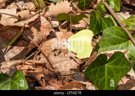 Cleopatra papillon, mâle, Gonepteryx cleopatra au sol avec feuilles sèches, Catalogne, Espagne Banque D'Images