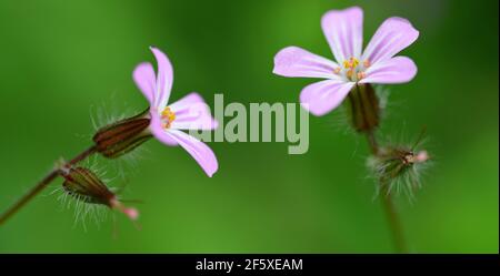 Belle fleur pourpre Herb-Robert ou la mort viennent rapidement ( Geranium Robertianum ) gros plan sur fond vert nature. Banque D'Images