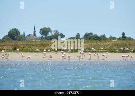 Flamants roses se nourrissant à Berg River, Velddriff Banque D'Images