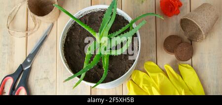 Jardinage à la maison. Aloe vera en pot et outils de jardin. Culture de plantes utiles pour la cosmétologie maison. Banque D'Images